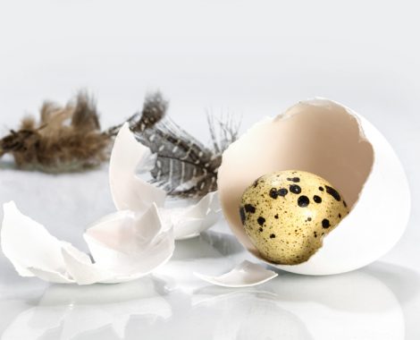 little quail egg in a chicken eggshell and feathers on light gray, easter concept or metaphor